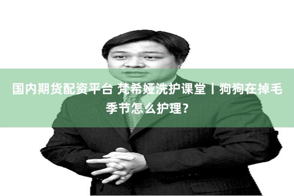 国内期货配资平台 梵希娅洗护课堂丨狗狗在掉毛季节怎么护理？